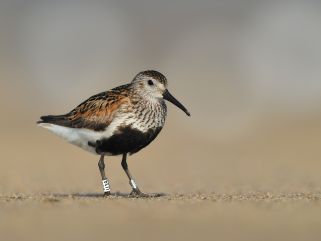 Dunlin with rings